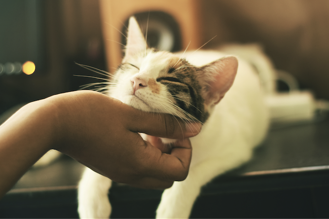A cat that needs loving care while its owners are away